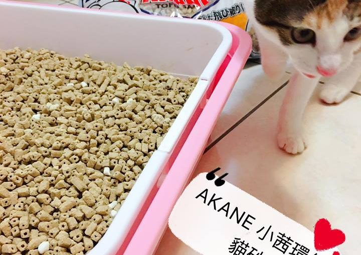 第一次使用 Akane 小茜環保貓砂 小茜貓砂使用分享