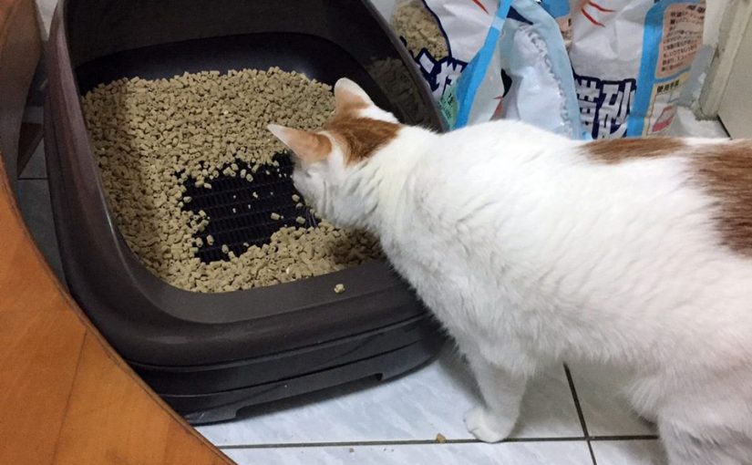 「小茜貓砂不同於一般貓砂, 讓您輕鬆愉快的體驗養貓新生活！ 」 