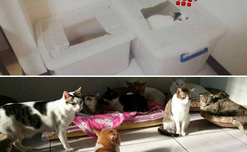 血尿u2013 小茜貓砂使用分享