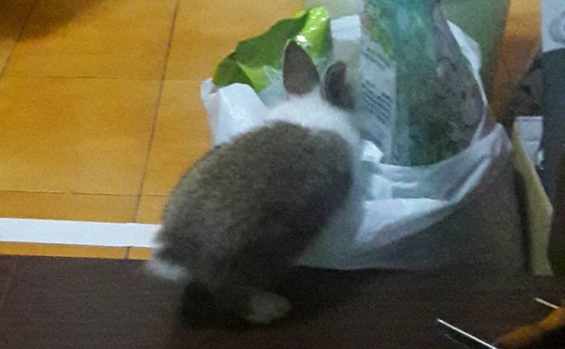 【兔兔也可以用的貓砂! 完全沒聞到兔兔的尿味! 】 